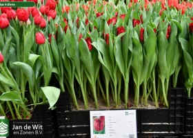 Tulipa Indiana ® (1)